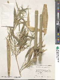 Phyllostachys aureosulcata image