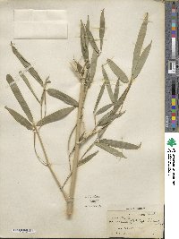 Phyllostachys aureosulcata image