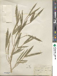 Phyllostachys aureosulcata image