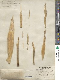 Phyllostachys aureosulcata image