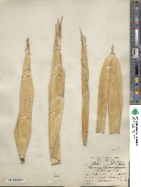 Phyllostachys aureosulcata image