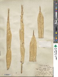 Phyllostachys aureosulcata image