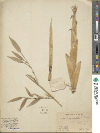 Phyllostachys aureosulcata image