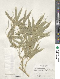 Phyllostachys aureosulcata image