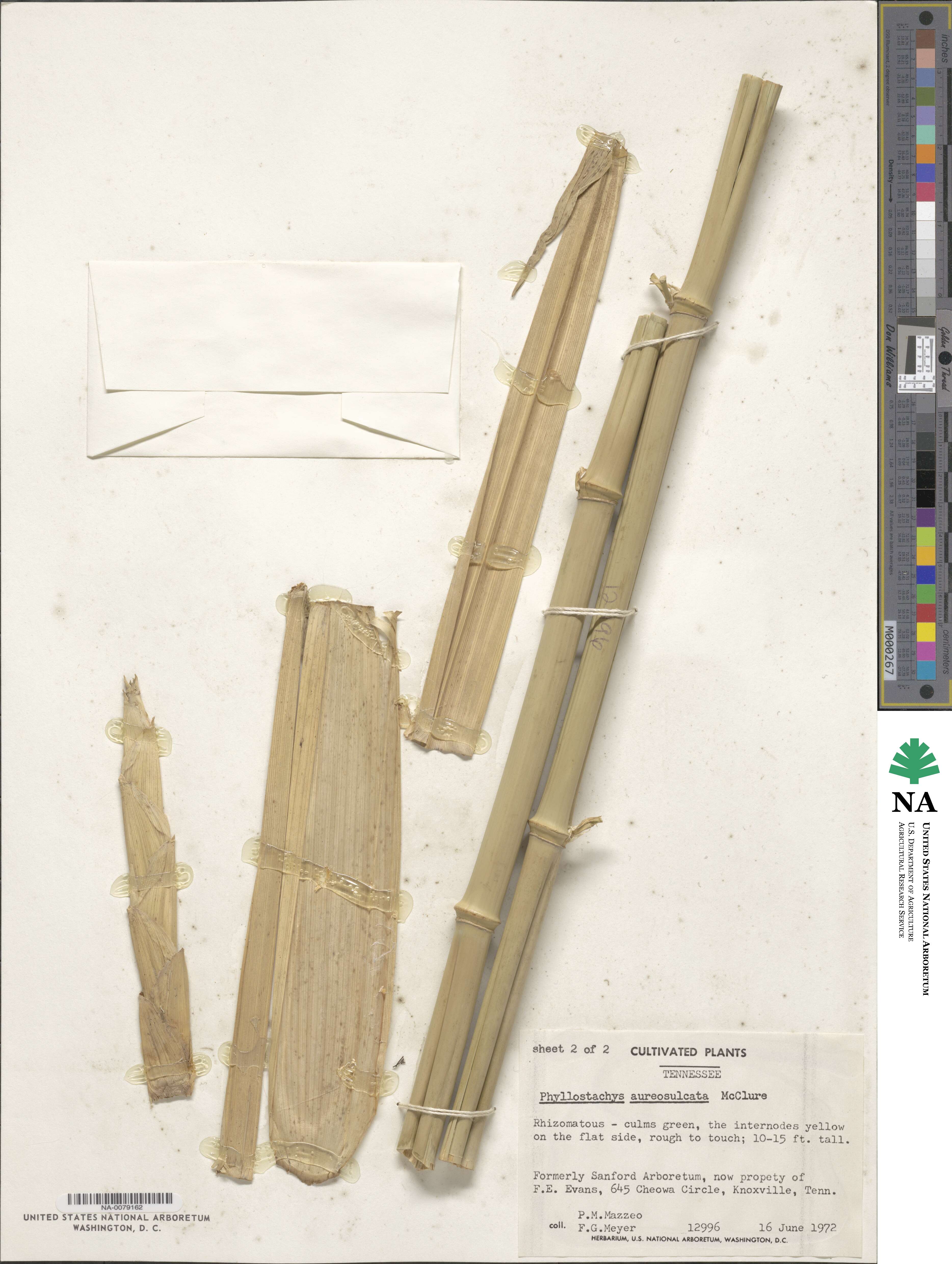 Phyllostachys aureosulcata image