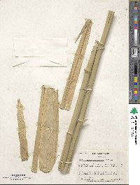 Phyllostachys aureosulcata image