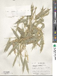 Phyllostachys aureosulcata image