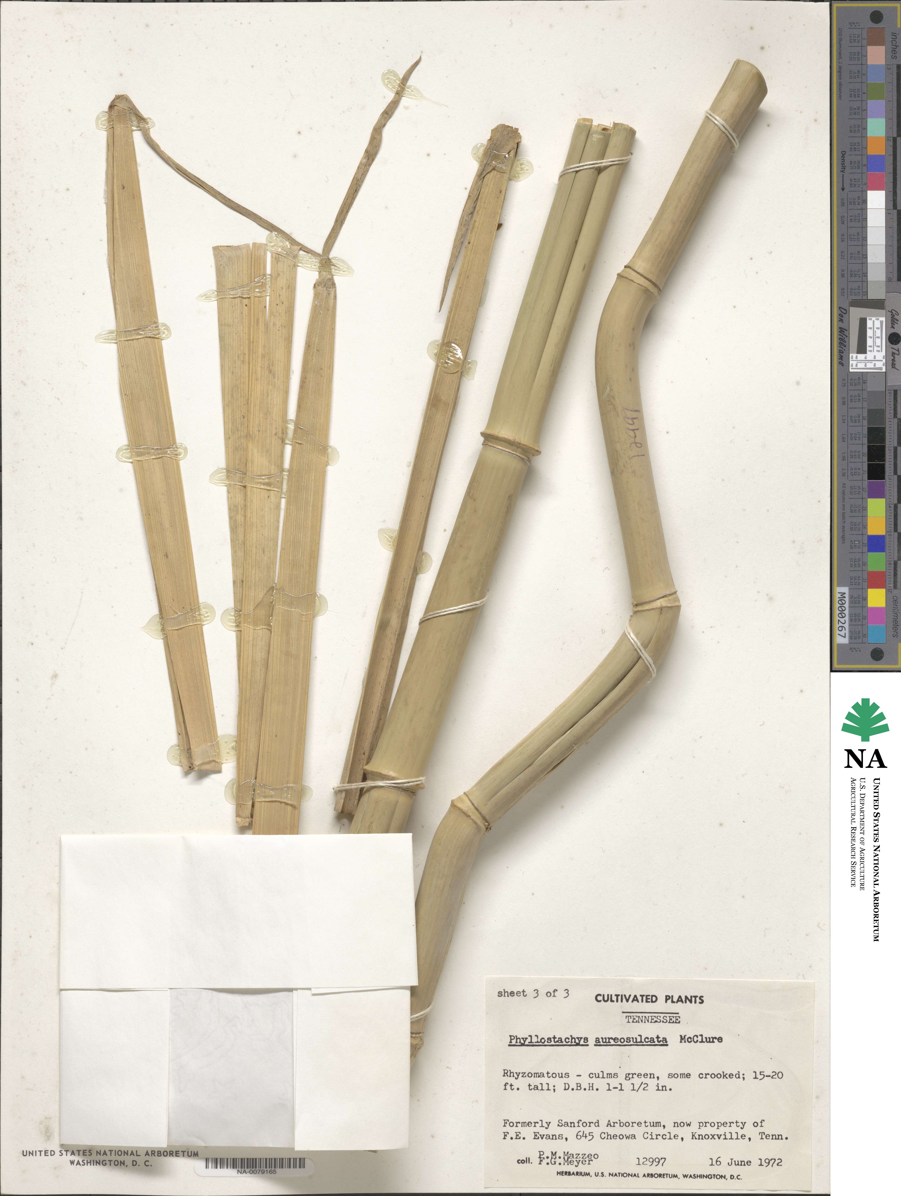 Phyllostachys aureosulcata image