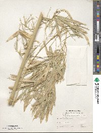 Phyllostachys aureosulcata image