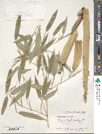 Phyllostachys aurea image