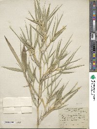 Phyllostachys aurea image