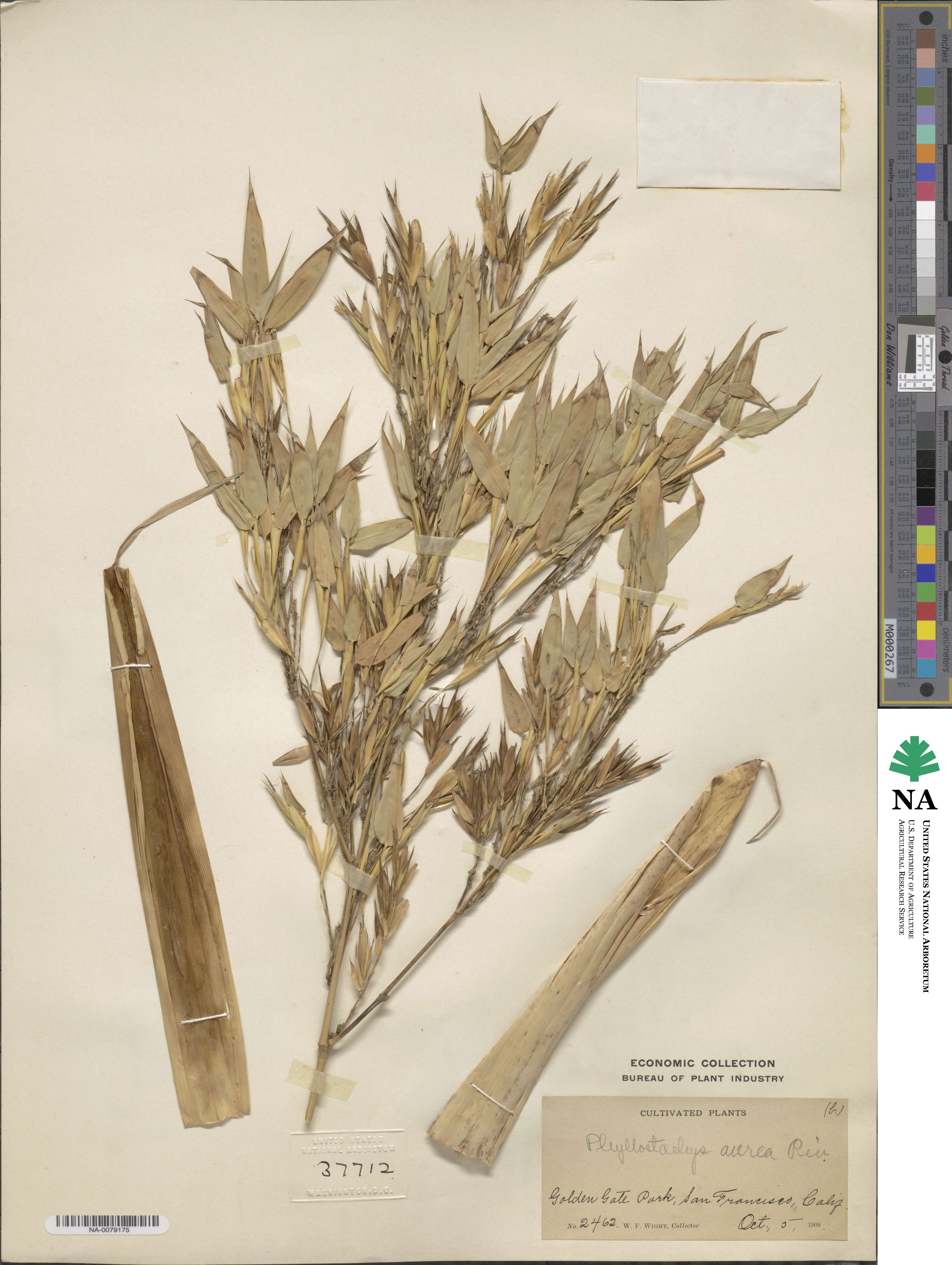 Phyllostachys aurea image