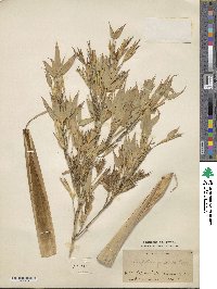 Phyllostachys aurea image