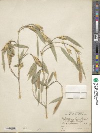 Phyllostachys aurea image