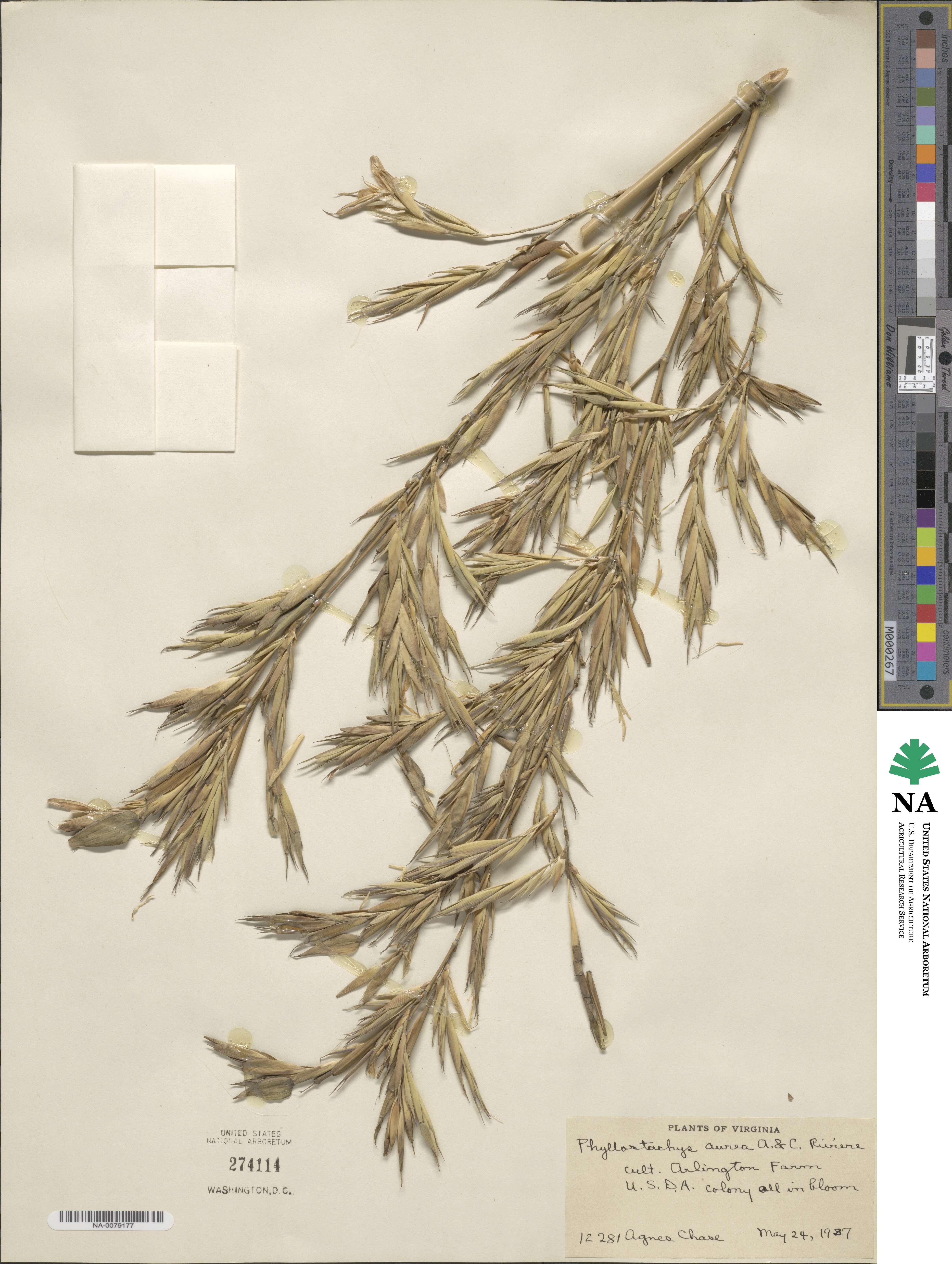 Phyllostachys aurea image