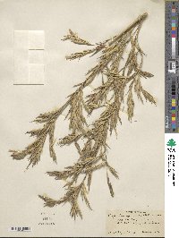 Phyllostachys aurea image