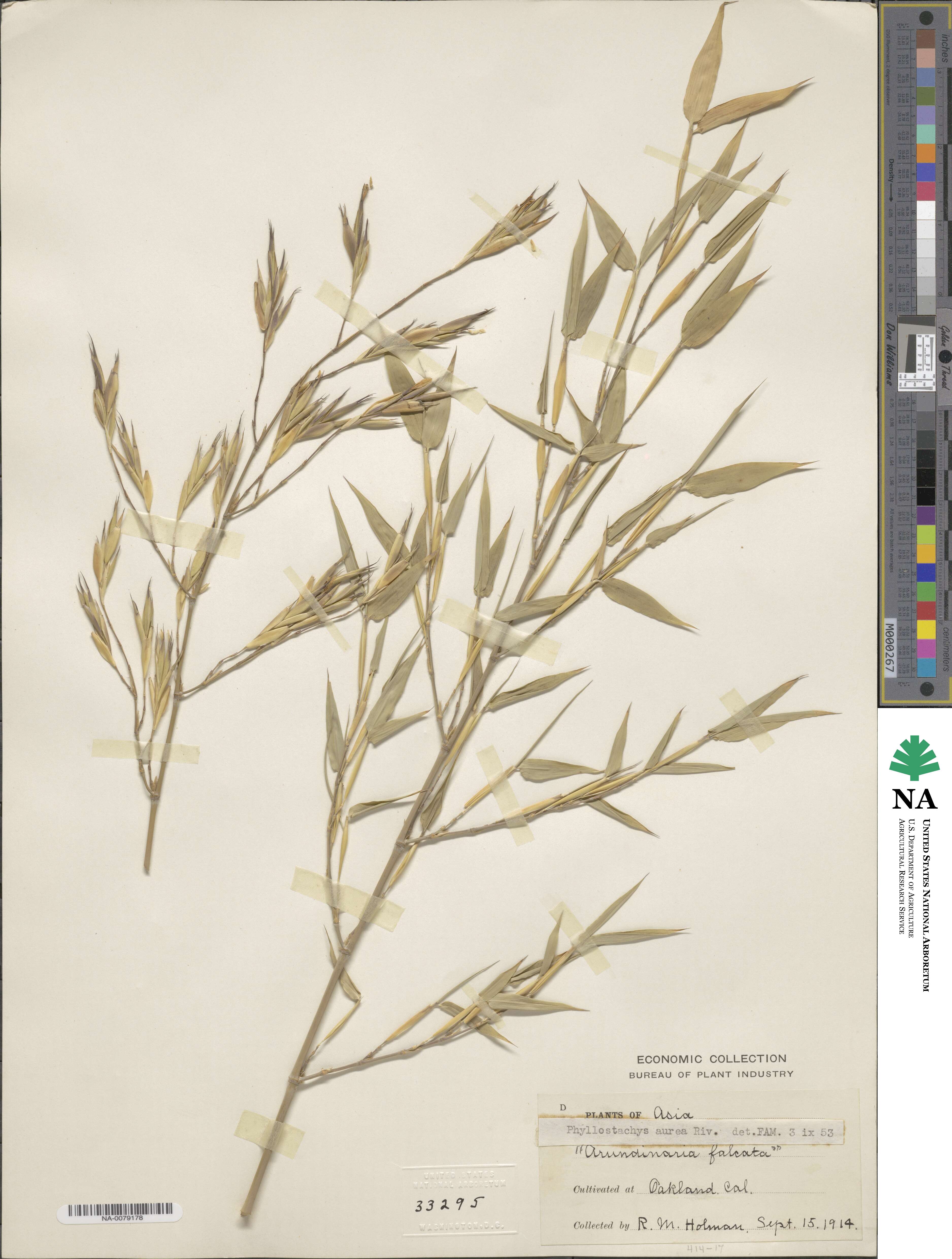 Phyllostachys aurea image