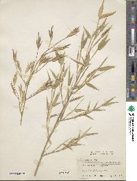 Phyllostachys aurea image