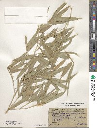 Phyllostachys aurea image