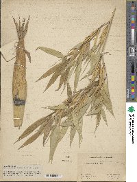 Phyllostachys reticulata image