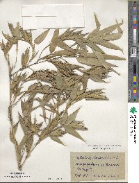 Phyllostachys reticulata image