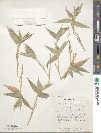 Phyllostachys reticulata image