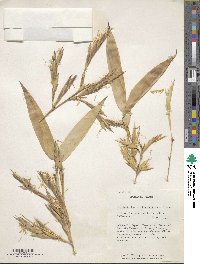 Phyllostachys reticulata image