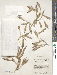 Phyllostachys reticulata image