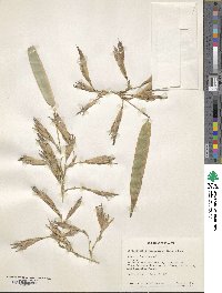 Phyllostachys reticulata image