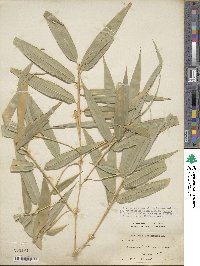 Phyllostachys reticulata image