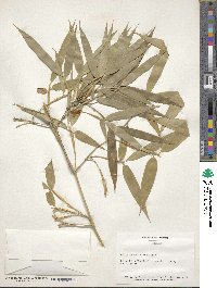 Phyllostachys reticulata image