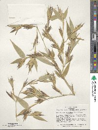 Phyllostachys reticulata image