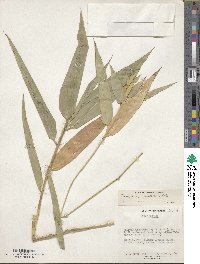 Phyllostachys reticulata image