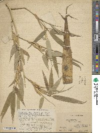 Phyllostachys reticulata image