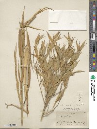 Phyllostachys reticulata image