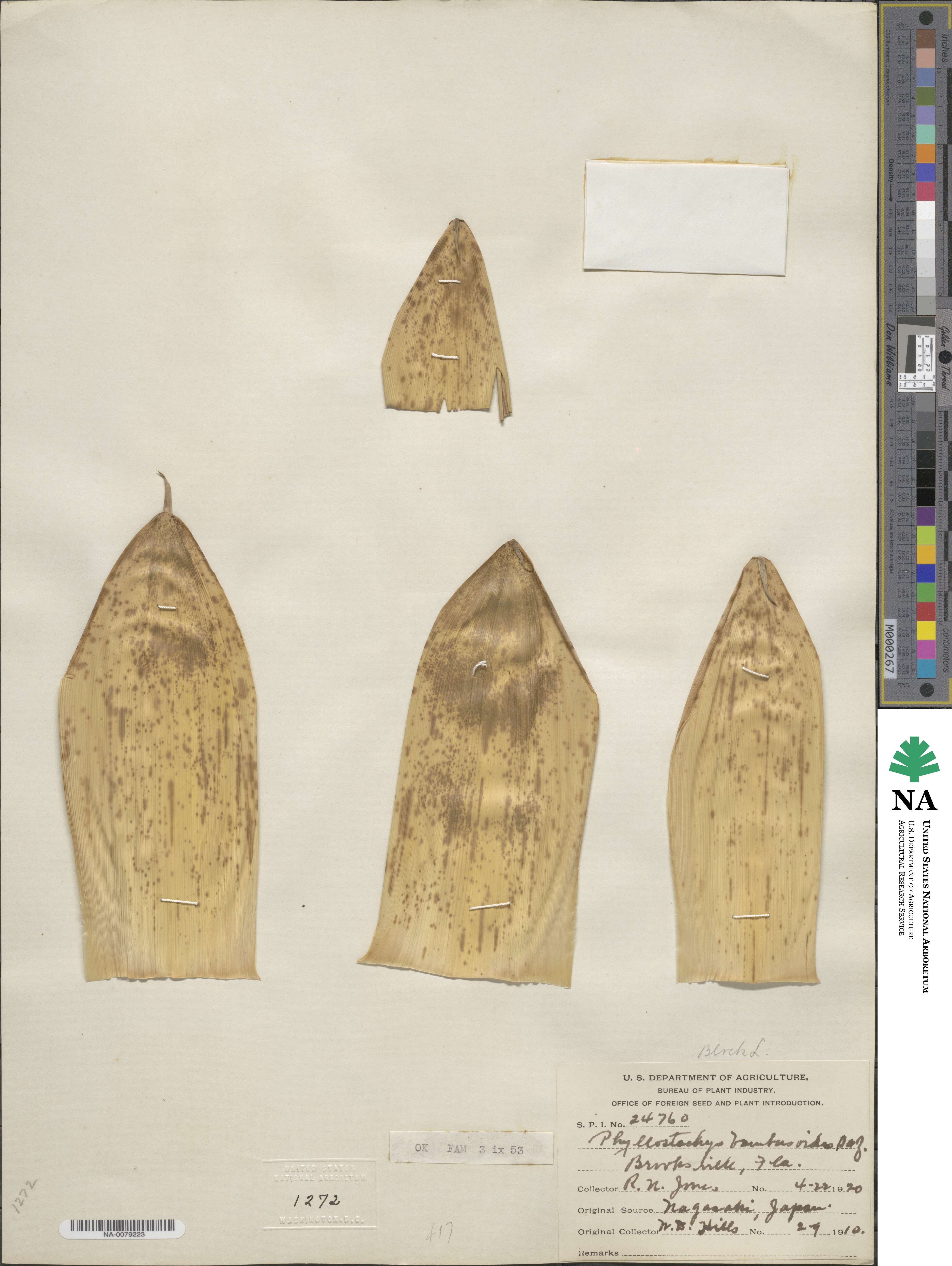 Phyllostachys reticulata image