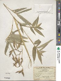 Phyllostachys reticulata image