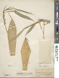 Phyllostachys reticulata image