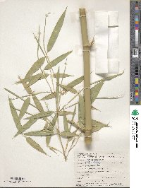 Phyllostachys reticulata image