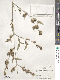 Phyllostachys reticulata image