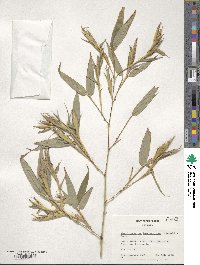 Phyllostachys reticulata image