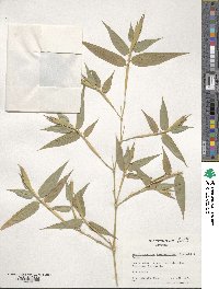 Phyllostachys reticulata image