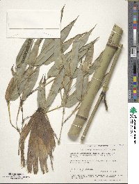 Phyllostachys reticulata image