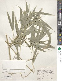 Phyllostachys reticulata image