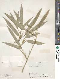 Phyllostachys reticulata image