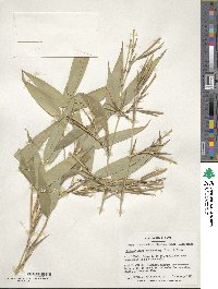 Phyllostachys reticulata image