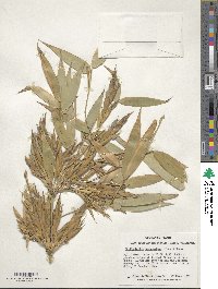 Phyllostachys reticulata image