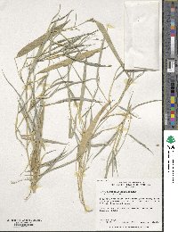 Phyllostachys reticulata image