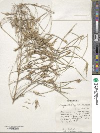 Phyllostachys reticulata image