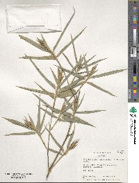 Phyllostachys reticulata image